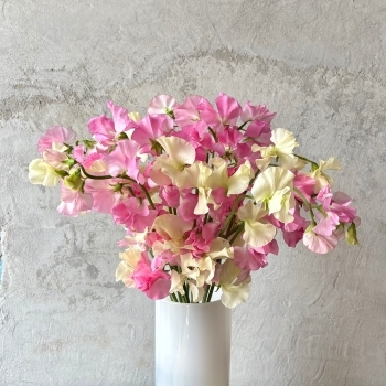 �X�C�[�g�s�[�~�b�N�X15�{