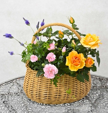 M-10���ƶٶް���