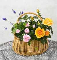 M-10���ƶٶް���