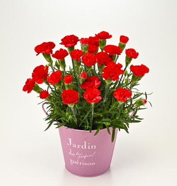 M-11�J�[�l�[�V����