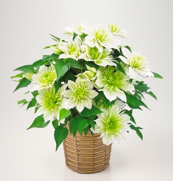 M-12�������ؐ�