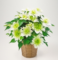 M-12�������ؐ�