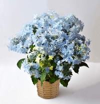 M-14��޻��ڲ