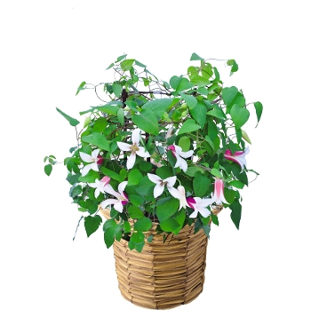 M-15���������̸��