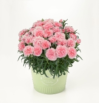 M-16��Ȱ��ݥè��߰è�