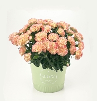 M-18��Ȱ��ݥ����ذ�