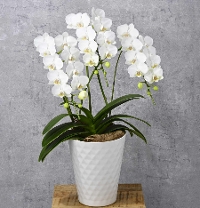 M-19�n������ؽ