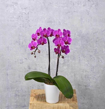 M-20�ƺ����ݥ�۰��޲�����