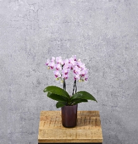 M-21�ƺ����ݥ���հ