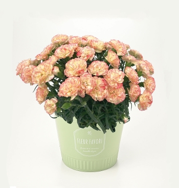 M-35��Ȱ�������ذс{�����D���ٰ��ݸ�