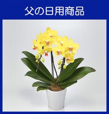 �e-3�ƺ����݁Eŵкް���