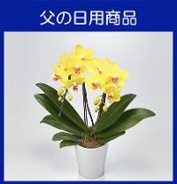 �e-3�ƺ����݁Eŵкް���