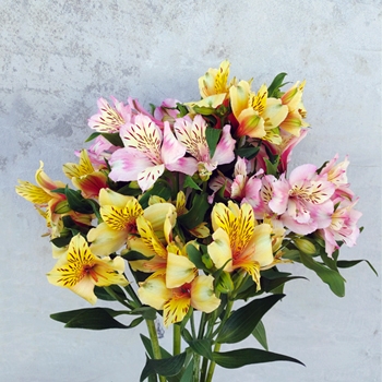 �A���X�g�������A�~�b�N�X10�{