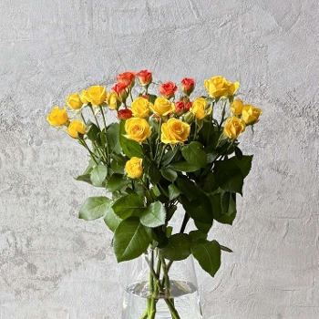 �X�v���[�o���C�G���[�n�~�b�N�X5�{