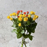 �X�v���[�o���C�G���[�n�~�b�N�X5�{