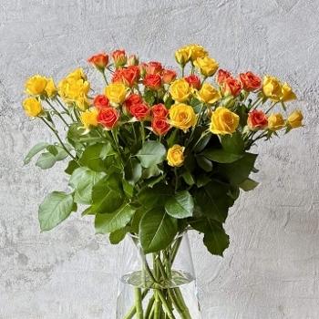 �X�v���[�o���C�G���[�n�~�b�N�X10�{