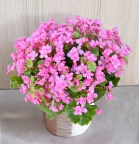G�V ���u�~�[������