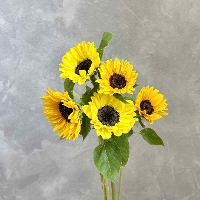 �q�}�����~�b�N�X5�{