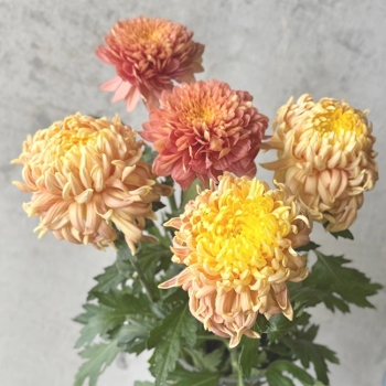 �f�R���}�� 5�{�A�\�[�g