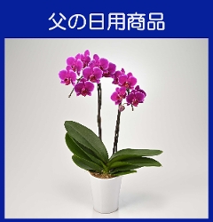 e-Rƺ݁E۰޲